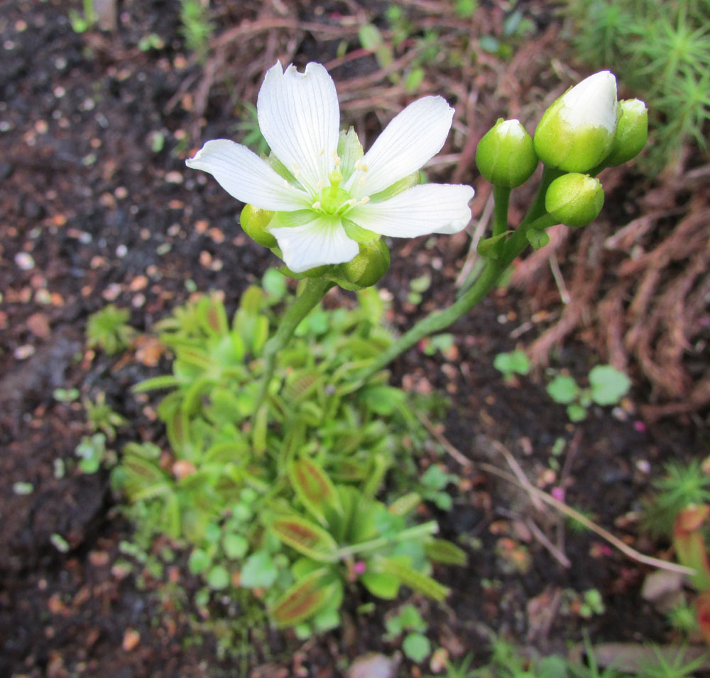 Изображение особи Dionaea muscipula.