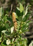 genus Salix. Верхушка побега с соплодием. Бурятия, Окинский р-н, долина р. Аршан (выс. около 1700 м н.у.м.), кустарниковая тундра. 10.07.2015.