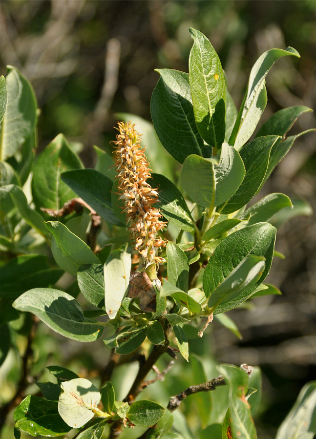 Image of genus Salix specimen.