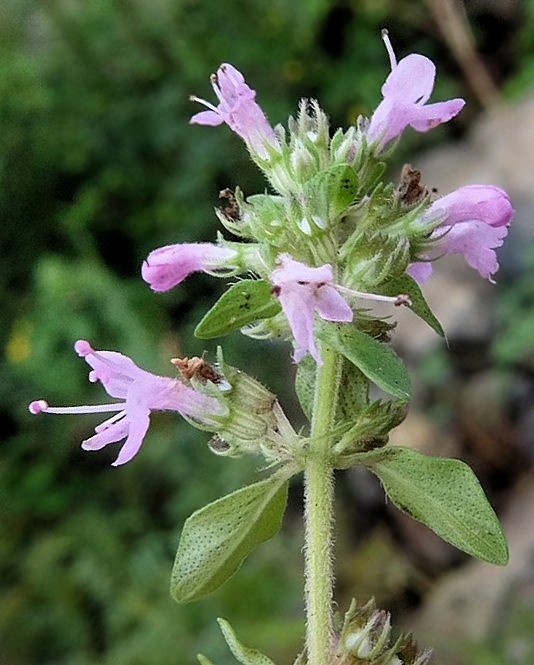 Изображение особи Thymus nervulosus.