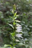 Campanula latifolia. Верхушка цветущего растения. Ленинградская обл., Волосовский р-н, окр. дер. Редкино, обочина лесной дороги вдоль р. Вруда. 12.07.2015.