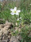 Cerastium bungeanum