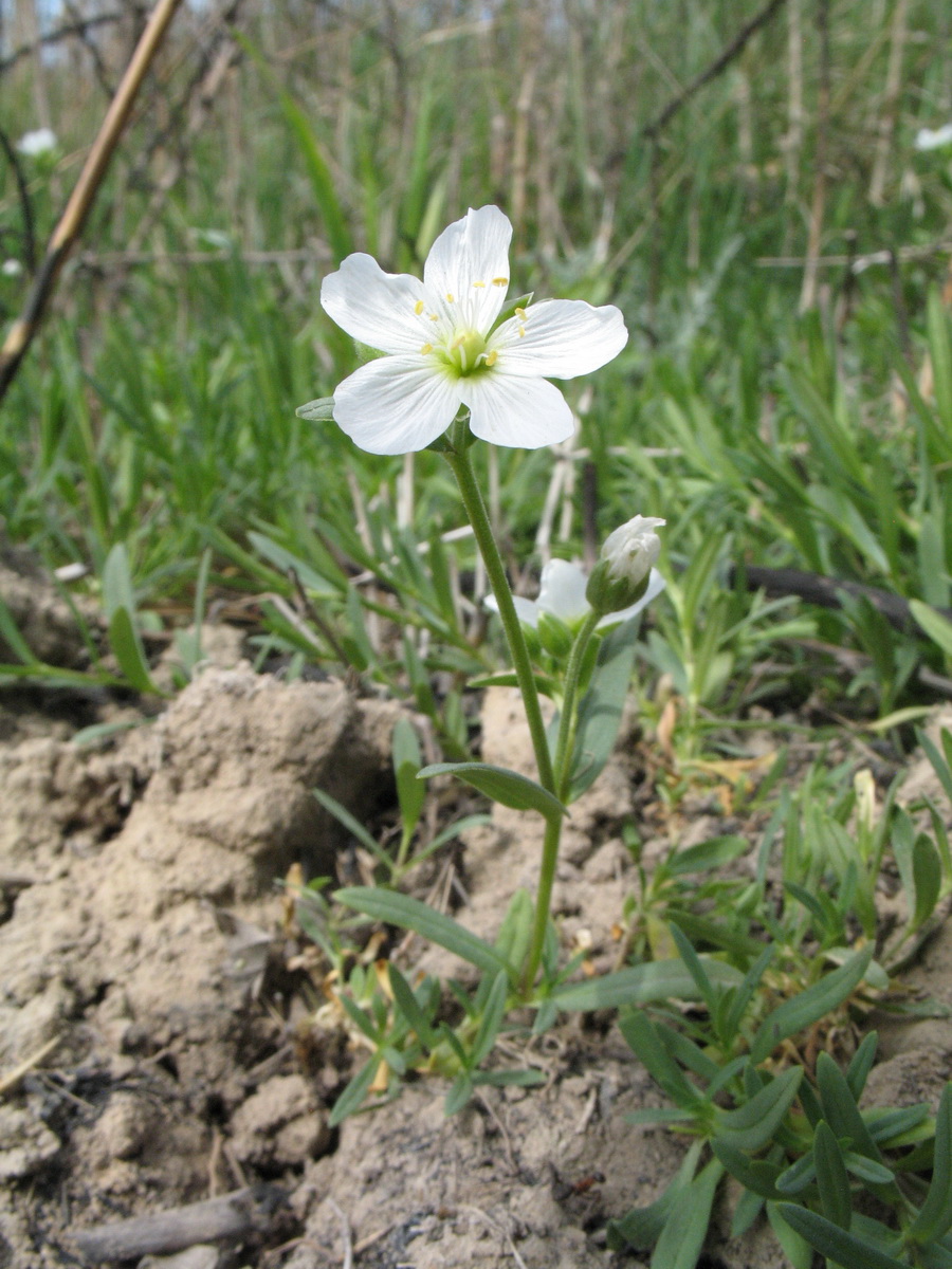 Изображение особи Cerastium bungeanum.