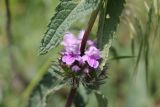 Phlomoides tuberosa. Цветки и бутоны. Украина, Днепропетровская обл., Криворожский р-н, окр. с. Новосёловка, насыпь вдоль автодороги Н-11. 17.05.2015.