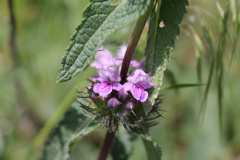 Изображение особи Phlomoides tuberosa.