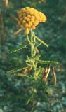 Achillea birjuczensis. Общий вид растения. Крым, Арабатская стрелка, конец июня.