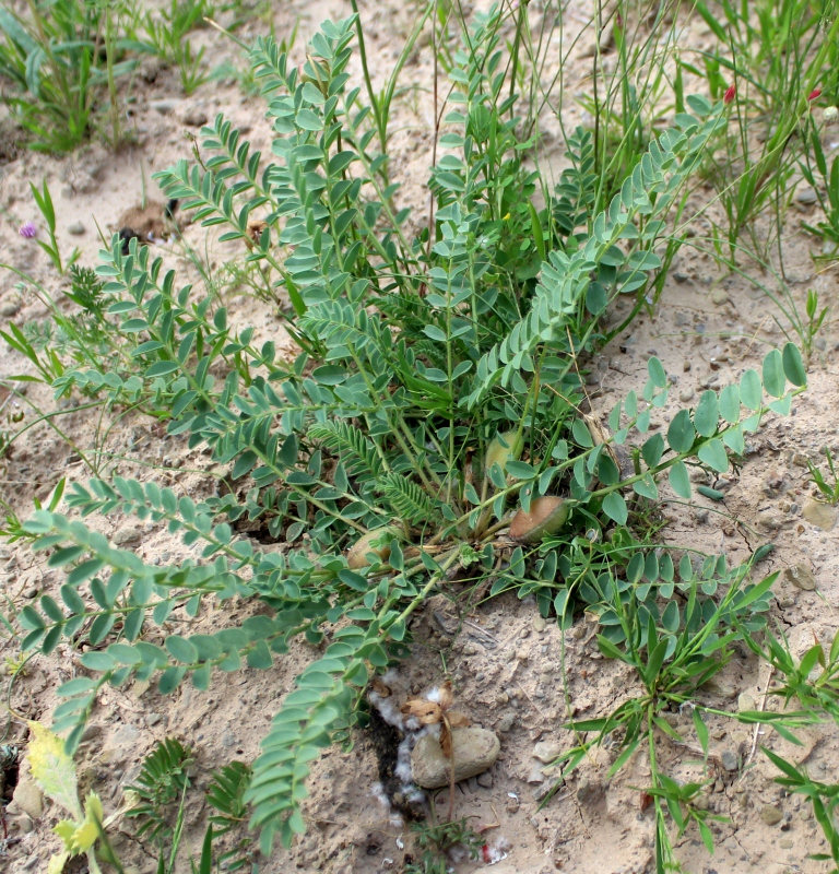 Изображение особи Astragalus kopetdaghi.