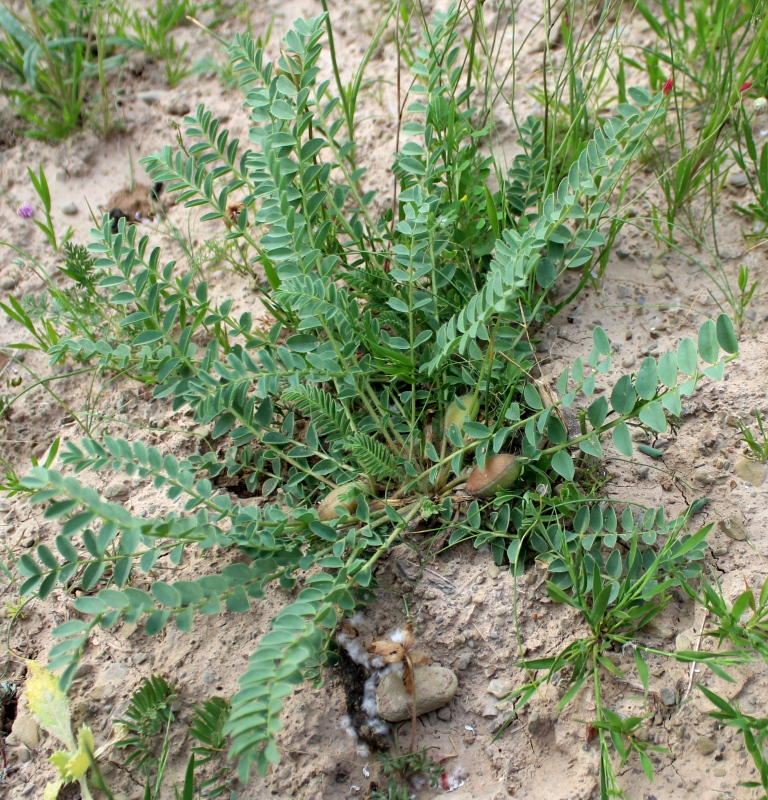 Image of Astragalus nephtonensis specimen.
