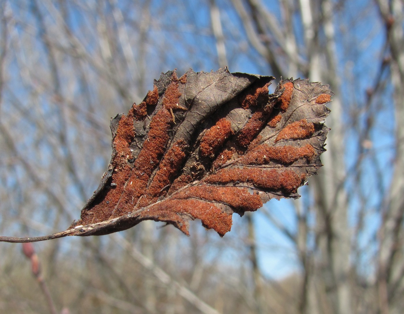 Изображение особи Alnus incana.