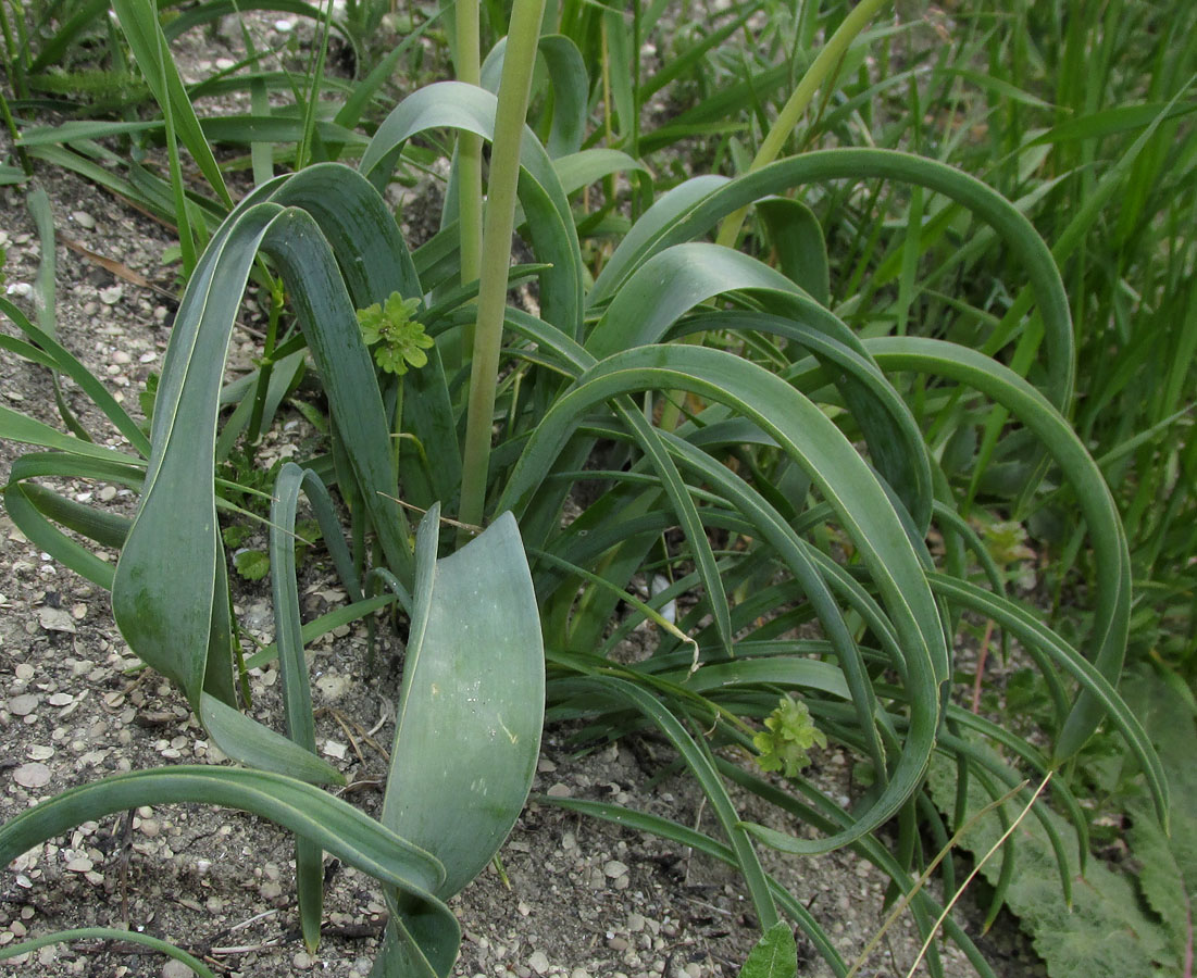 Image of Allium cyrilli specimen.