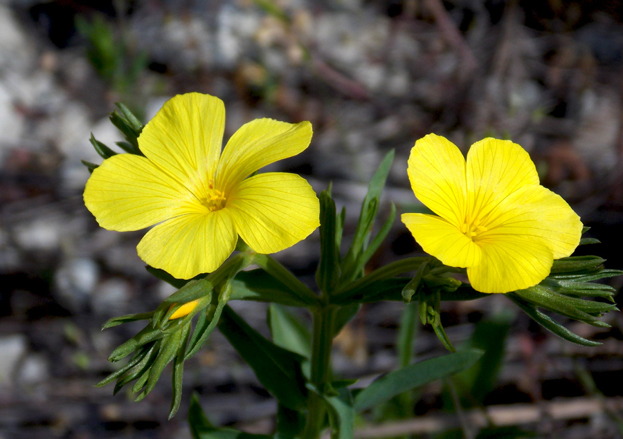 Изображение особи Linum nodiflorum.