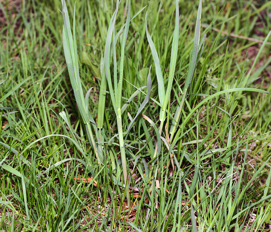 Image of Dactylis glomerata specimen.