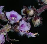 genus Ocimum
