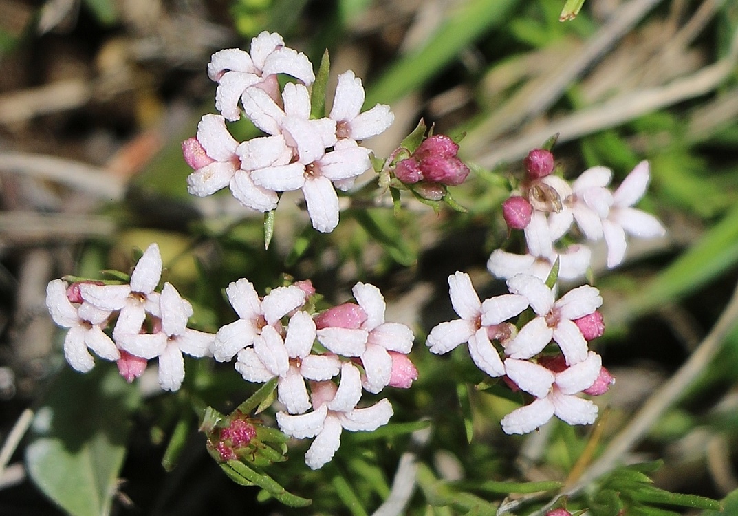 Image of Asperula affinis specimen.