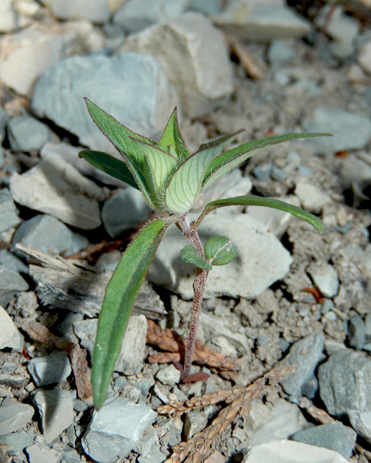 Изображение особи Ziziphora capitata.