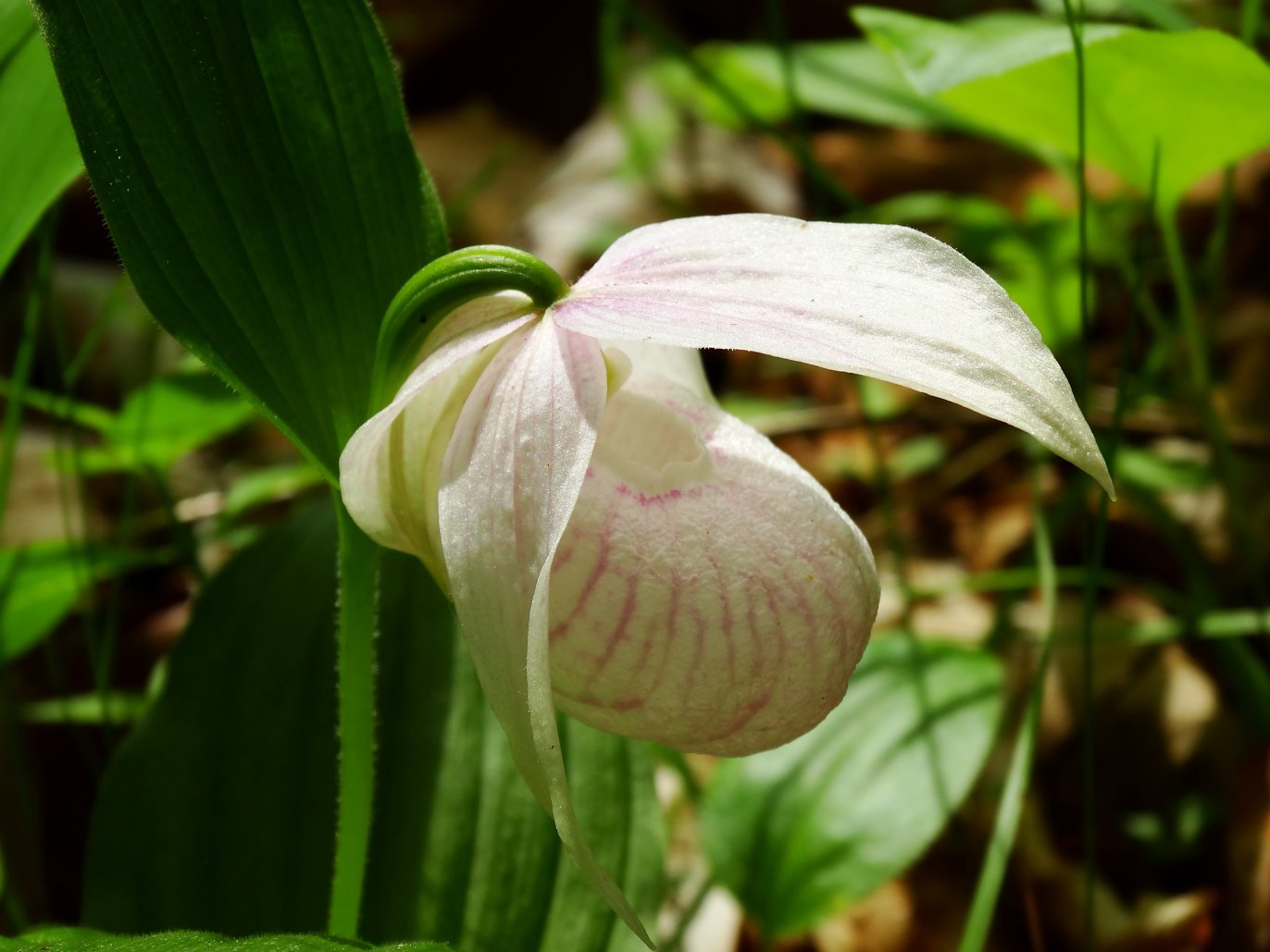 Image of Cypripedium macranthos specimen.