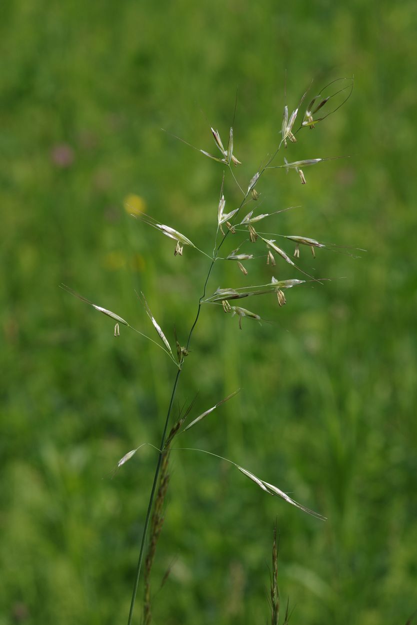 Image of Helictotrichon pubescens specimen.