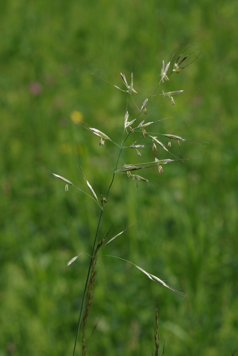 Изображение особи Helictotrichon pubescens.