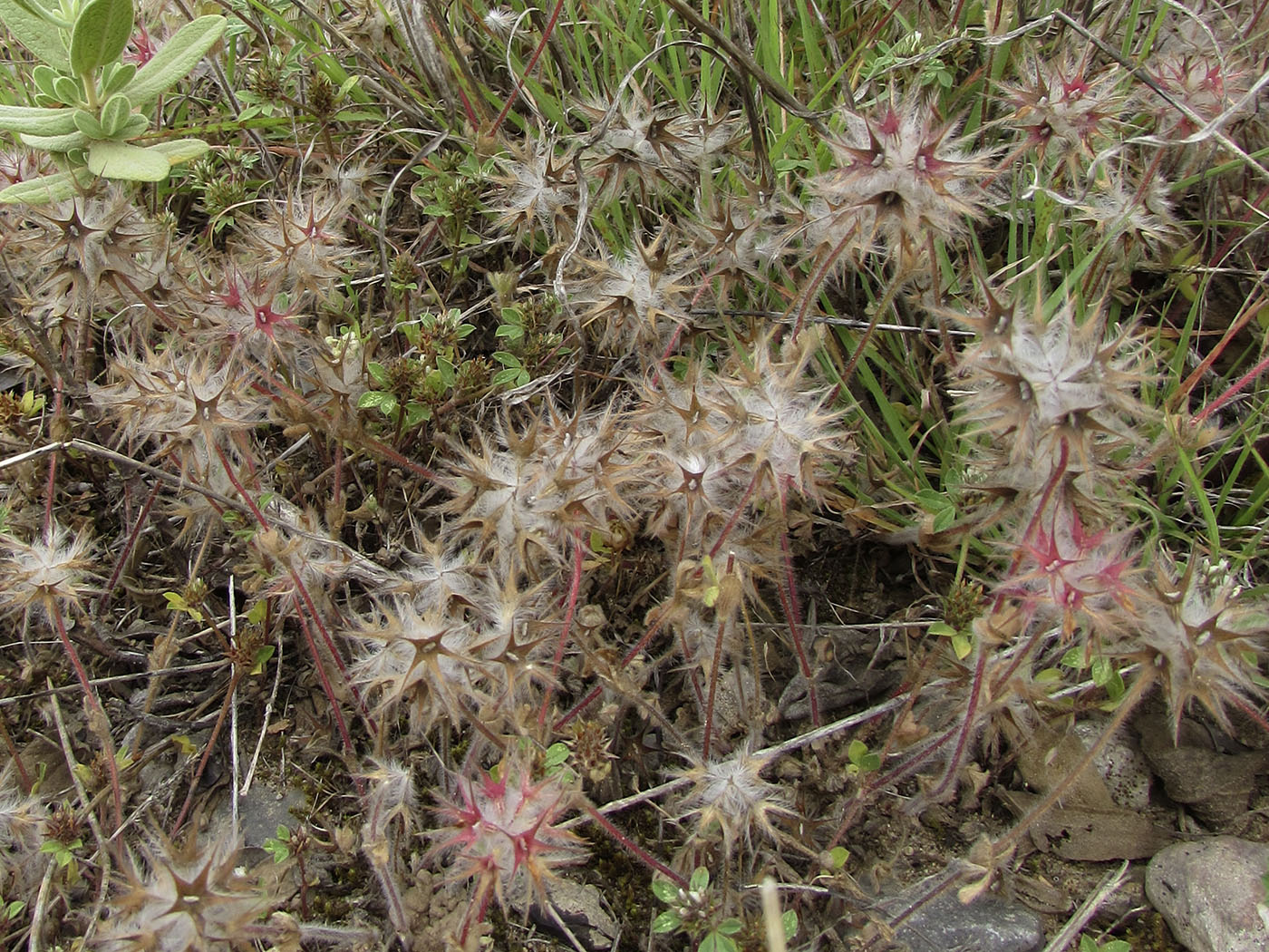 Image of Trifolium stellatum specimen.