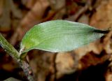 Epipactis microphylla