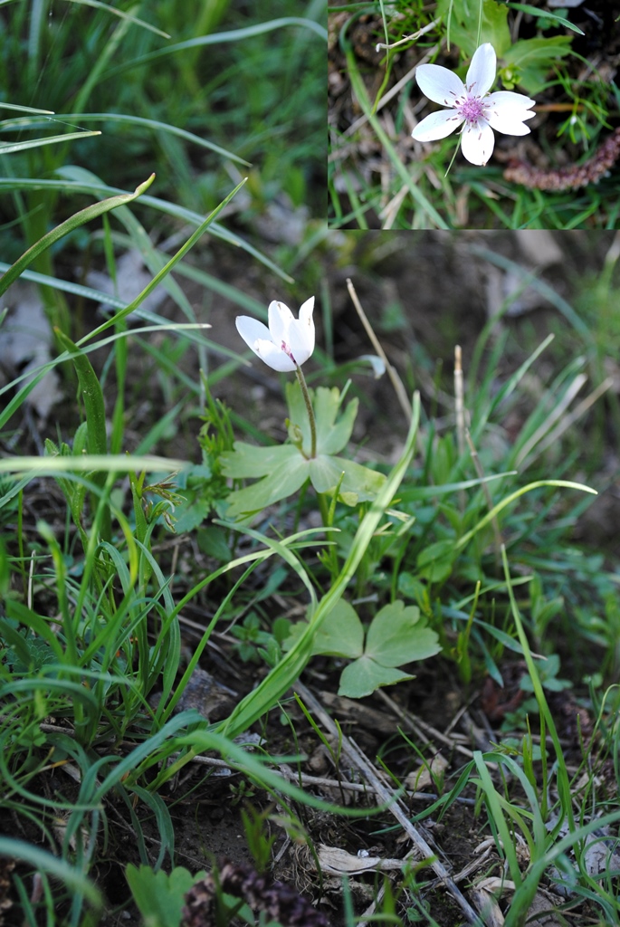 Изображение особи Anemone tschernaewii.