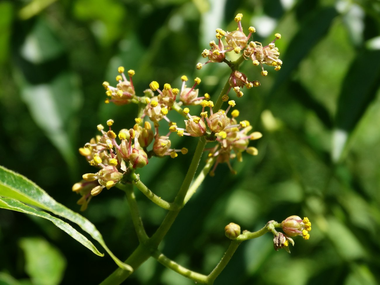 Изображение особи Phellodendron amurense.