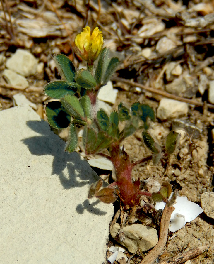 Изображение особи Medicago minima.