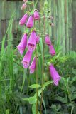 Digitalis purpurea. Соцветия. Московская обл., окр. г. Чехов, дачный участок. 08.07.2008.