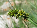 род Carex. Соплодие. Кабардино-Балкария, Эльбрусский р-н, окр. с. Эльбрус, ок. 1800 м н.у.м., склон горы. 13.07.2016.