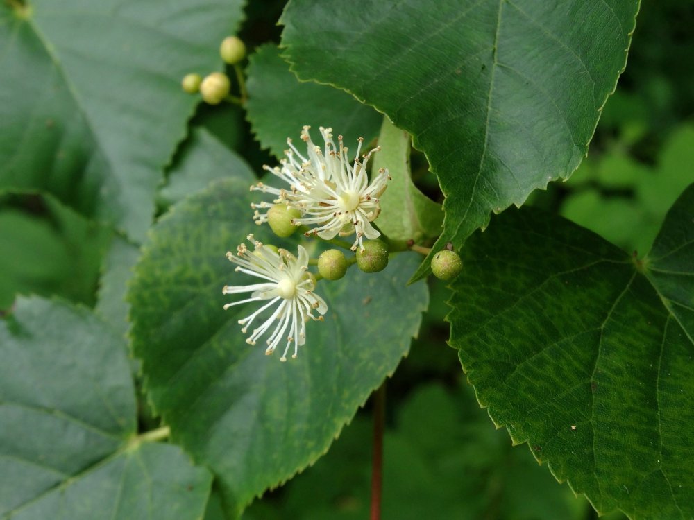 Image of Tilia amurensis specimen.