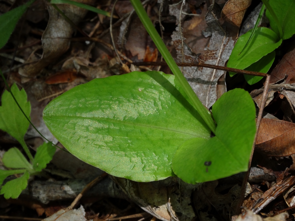 Image of Liparis krameri specimen.