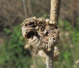 Alcea rugosa