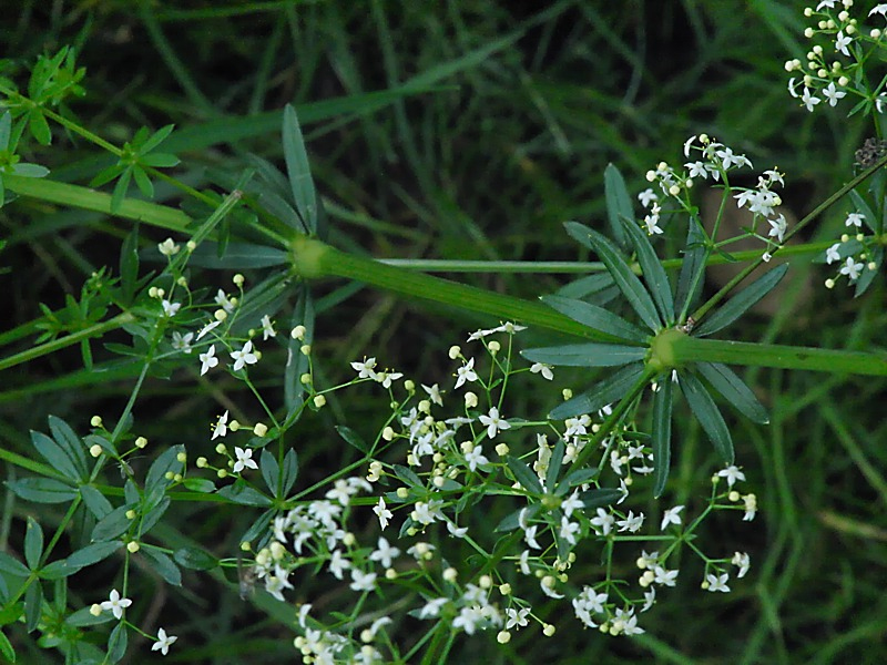 Image of Galium album specimen.