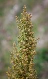 Artemisia campestris