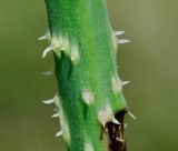 Anchusa strigosa