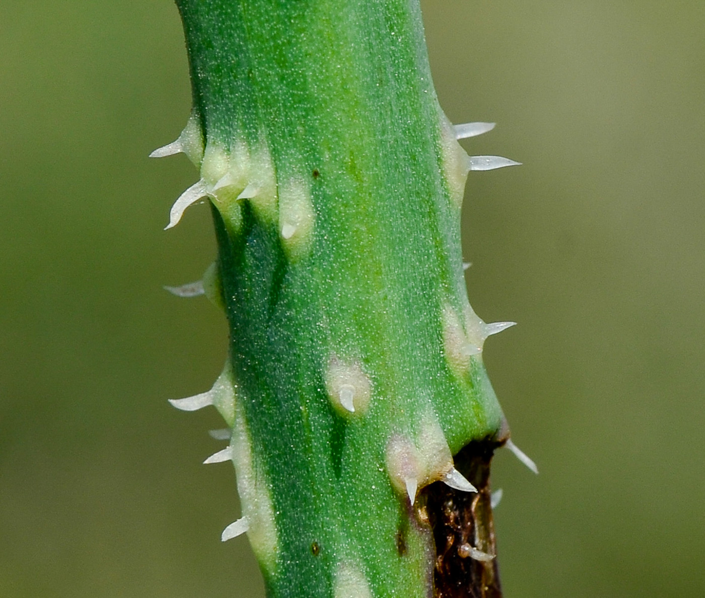 Image of Anchusa strigosa specimen.