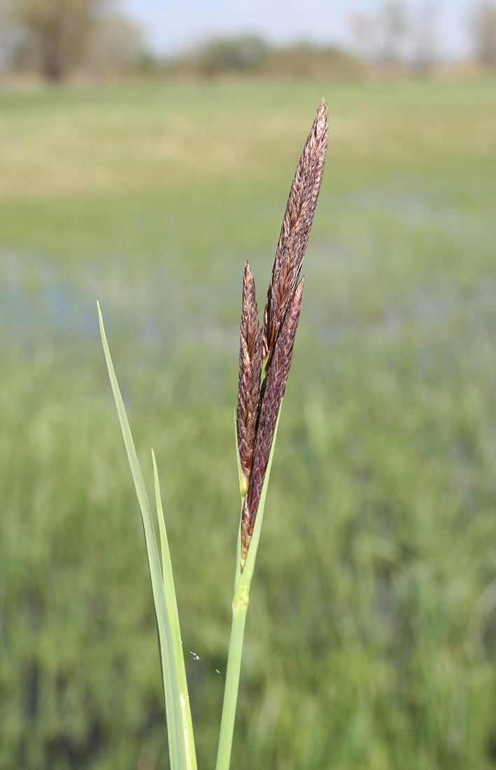 Image of Carex riparia specimen.