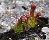 Sempervivum caucasicum. Расцветающее растение. Северная Осетия, Ирафский р-н, долина р. Танадон, ≈ 2200 м н.у.м., скала на берегу реки. 06.07.2016.