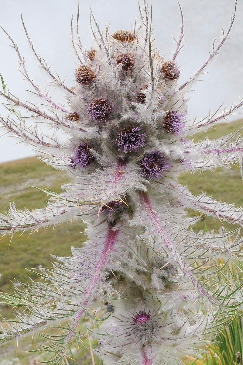 Image of Schmalhausenia nidulans specimen.