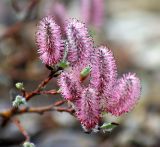 Salix saxatilis