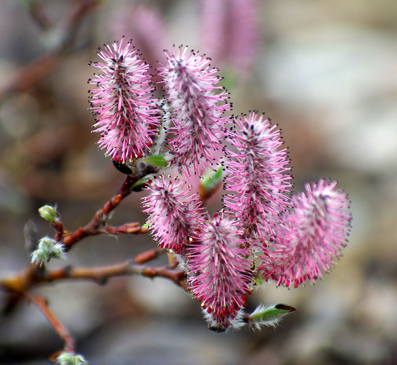 Изображение особи Salix saxatilis.