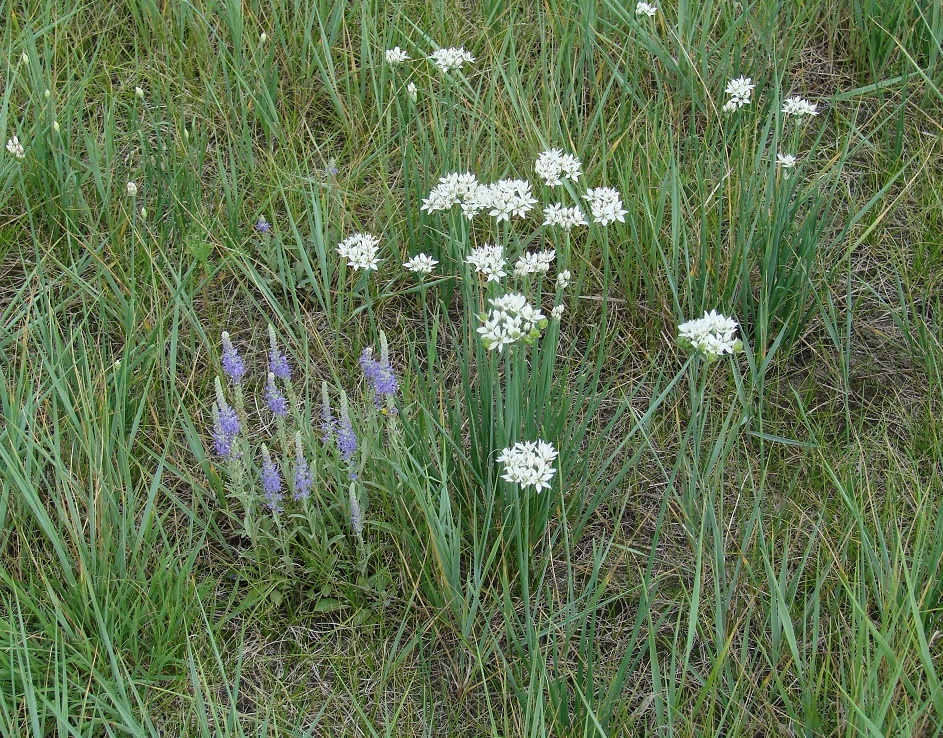 Изображение особи Allium ramosum.