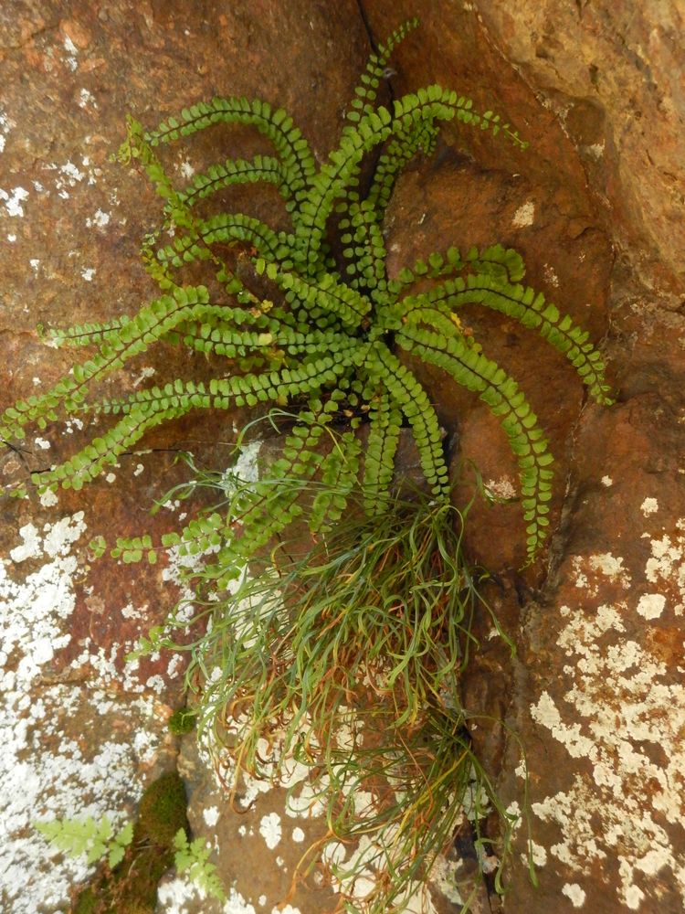 Изображение особи Asplenium trichomanes.