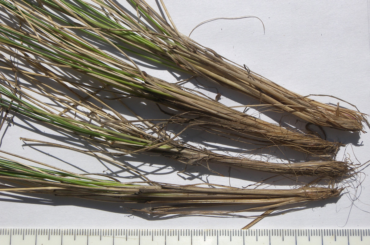 Image of Festuca djimilensis specimen.