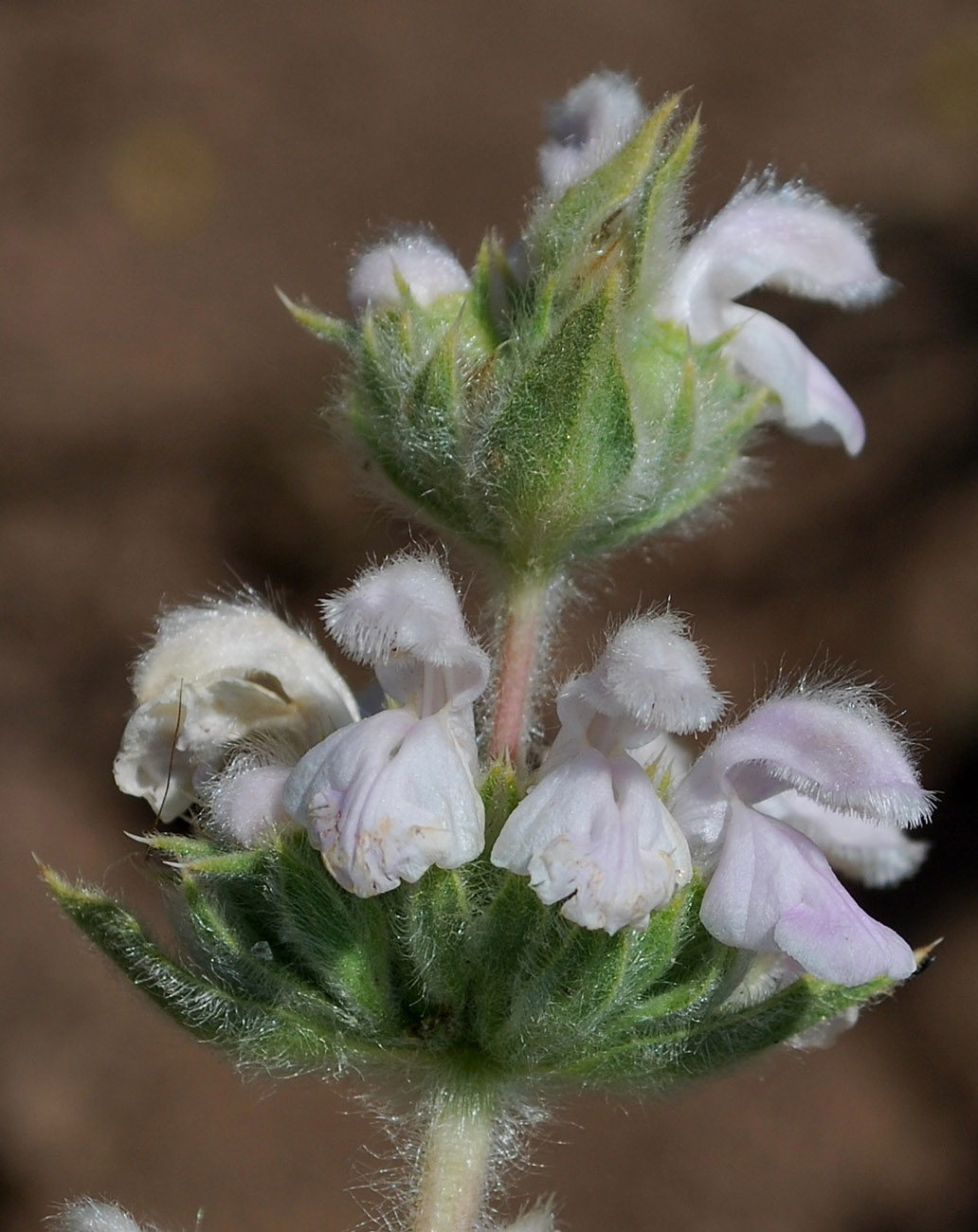 Изображение особи Phlomoides ostrowskiana.