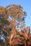 Eucalyptus viminalis. Части крон взрослых деревьев; внизу справа - часть кроны Phoenix canariensis. Абхазия, г. Сухум, в культуре. 7 марта 2016 г.