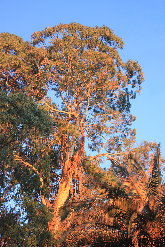 Image of Eucalyptus viminalis specimen.