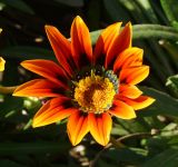 Gazania rigens. Соцветие. Восточный Казахстан, г. Усть-Каменогорск, Архитектурно-ландшафтный музей-заповедник, в культуре. 04.09.2016.