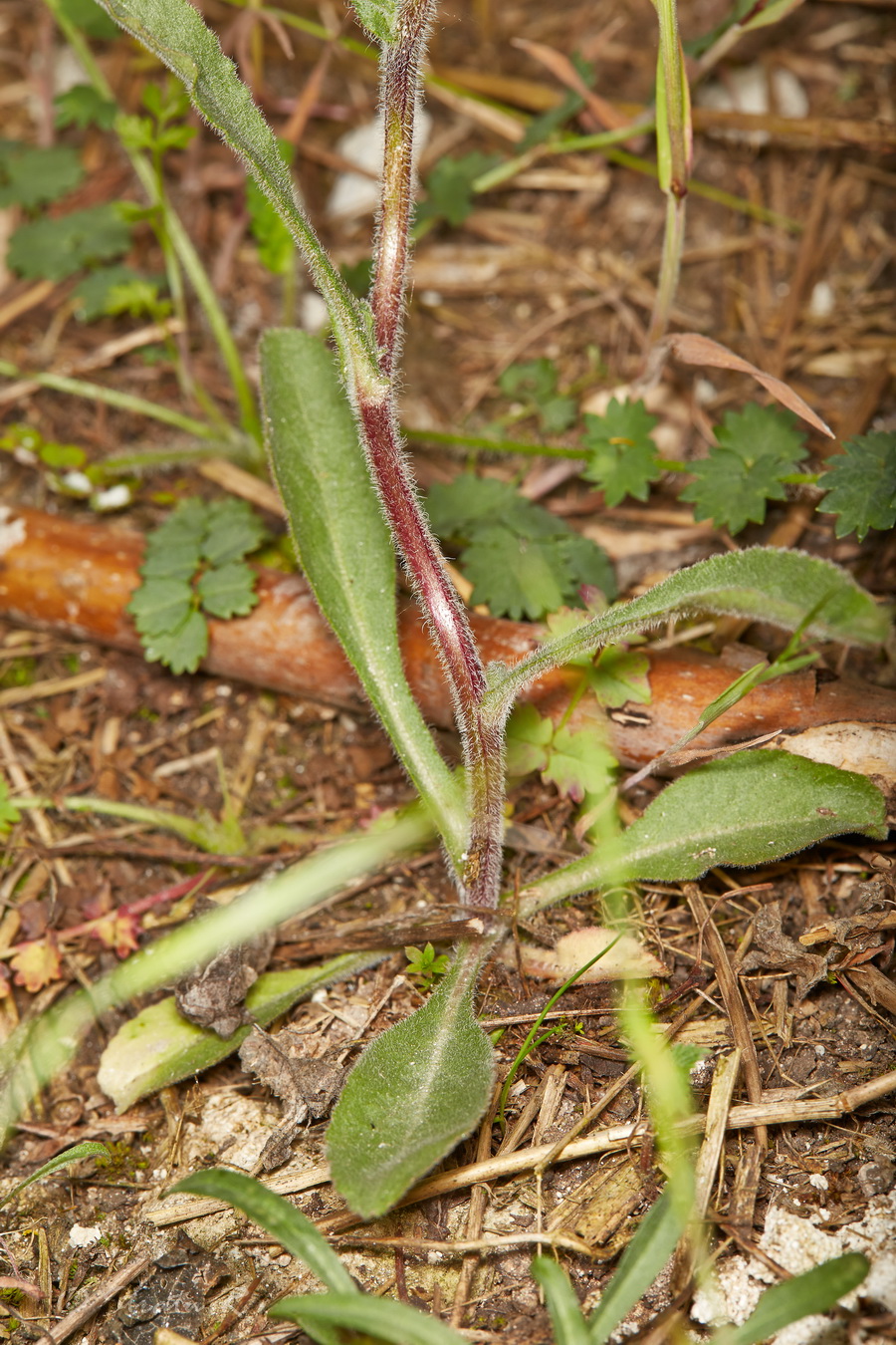 Image of Campanula praealta specimen.