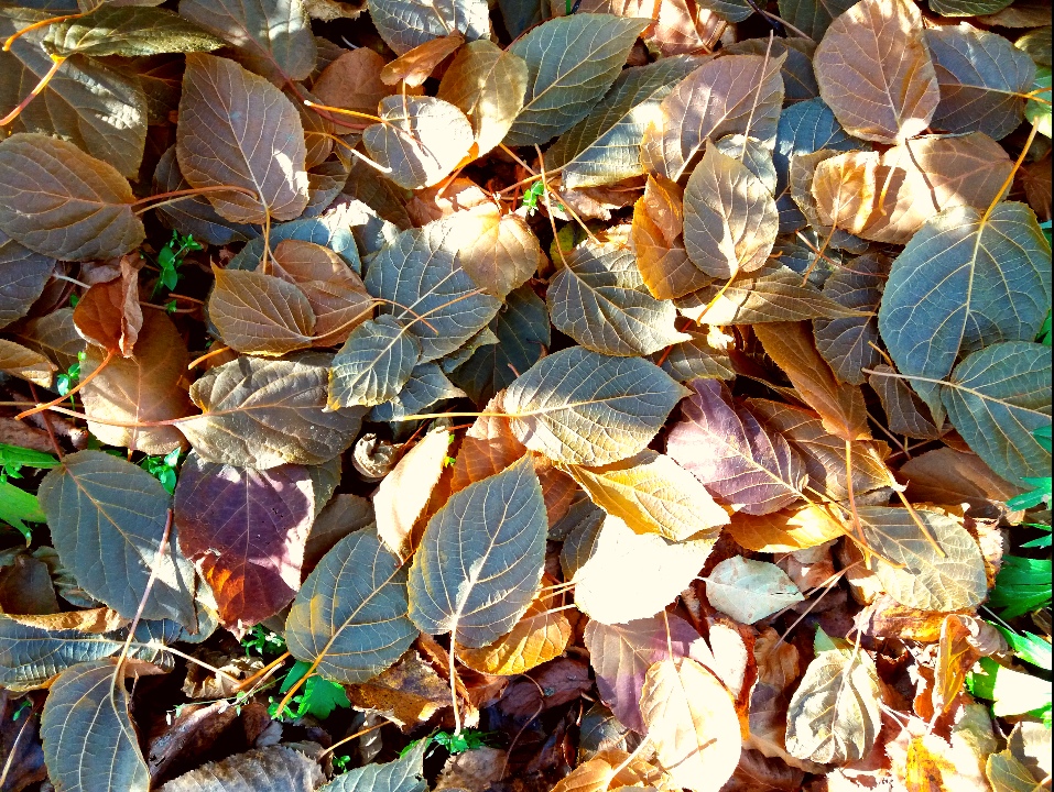 Изображение особи Actinidia kolomikta.